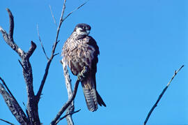 Falcó marí ("Falco eleonorae")