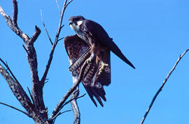 Falcó marí ("Falco eleonorae")