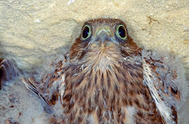 Cria de xoric ("Falco tinnunculus")