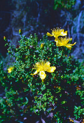 "Hypericum olympicum"