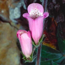 Dedalera ("Digitalis minor")