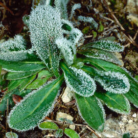 Peu de llebre gelat ("Plantago galopus")