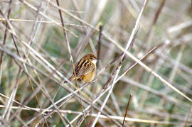 Ull de bou ("Cisticola juncidis")