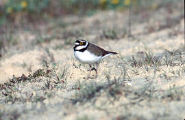 Tiruril·lo ("Charadrius alexandrinus")