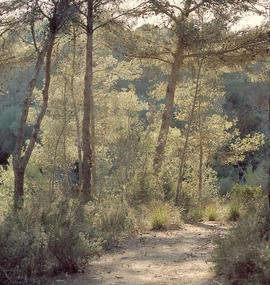 Pinar
