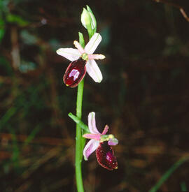 Orquídia ("Ophrys balearica")