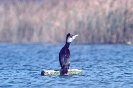 Corpatassa ("Phalacrocorax carbo")