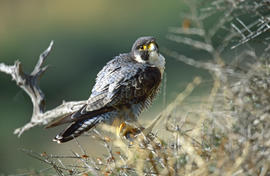 Falcó ("Falco peregrinus")