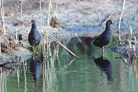 Gallineta d'aigua ("Gallinula chloropus")