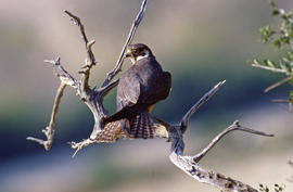 Falcó ("Falco peregrinus")