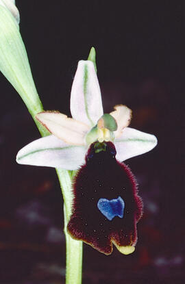 Orquídia ("Ophrys balearica")