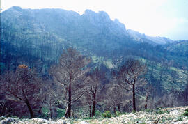 Serra de Tramuntana. La Trapa cremada