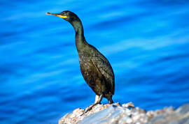 Corb marí ("Phalacrocorax aristotelis")
