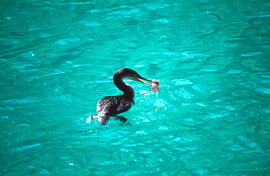 Corb marí ("Phalacrocorax aristotelis")