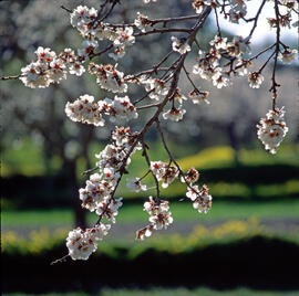 Flor d'ametller ("Prunus dulcis")