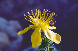 ("Hypericum olympicum")