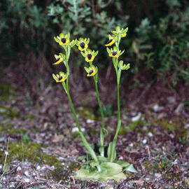 Abellera groga ("Ophrys lutea")