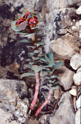 Lletrera visquera ("Euphorbia characias")