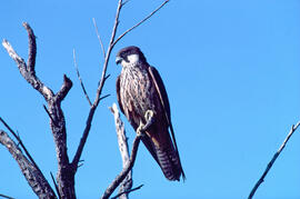 Falcó marí ("Falco eleonorae")
