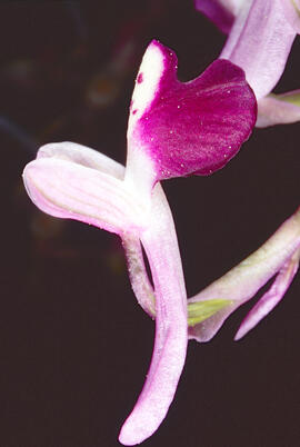 Abellera banyuda ("Orchis longicornu")