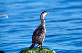 Corb marí ("Phalacrocorax aristotelis")