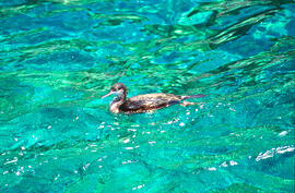 Corb marí ("Phalacrocorax aristotelis")