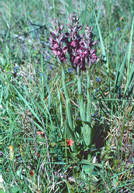 Abellera olorosa ("Anacamptis coriophora")