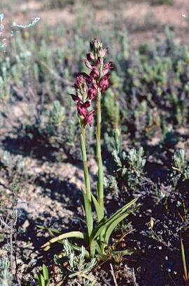 Abellera olorosa ("Anacamptis coriophora")