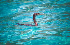 Corb marí ("Phalacrocorax aristotelis")