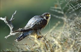 Falcó ("Falco peregrinus")