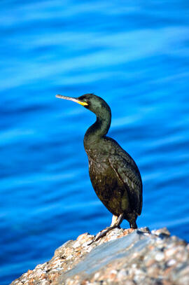 Corb marí ("Phalacrocorax aristotelis")