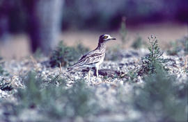 Sebel·lí ("Burhinus oedicnemus")