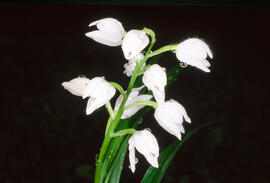 Curraià blanc ("Cephalanthera longifolia")