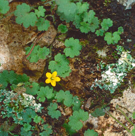 "Sibthorpia africana"