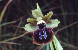 Aranyera ("Ophrys incubacea")