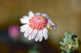 Margalida ("Bellis perennis")