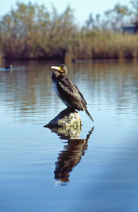 Corpatassa ("Phalacrocorax carbo")