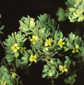 "Thymelaea tartonraira"