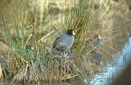 Fotja ("Fulica atra")