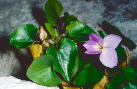 Viola d'olor ("Viola odorata")