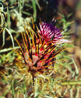 Herbacol ("Cynara cardunculus")