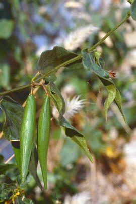 Pebrotera borda ("Vincetoxicum nigrum")
