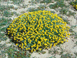 Ramell de Sant Ponç ("Helichrysum stoechas")
