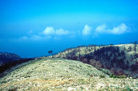 Serra de Tramuntana. La Trapa cremada