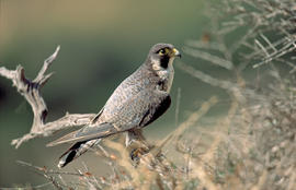 Falcó ("Falco peregrinus")