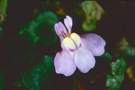 Picardia ("Cymbalaria muralis")