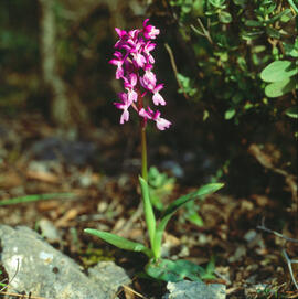 Abellera banyuda ("Ophrys longicornu")