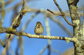 Titina sorda ("Anthus pratensis")