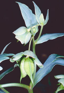 Marxívol ("Helleborus foetidus")