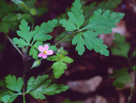 Herba de Sant Robert ("Geranium robertianum")